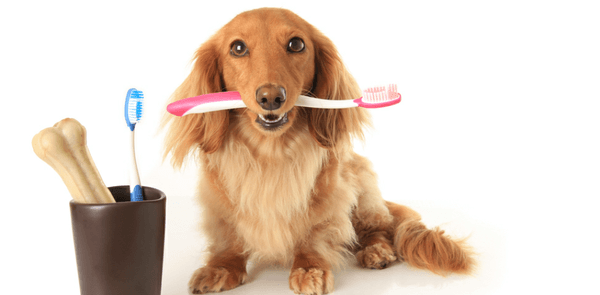 Does Your Dog Have Hidden Dental Disease?