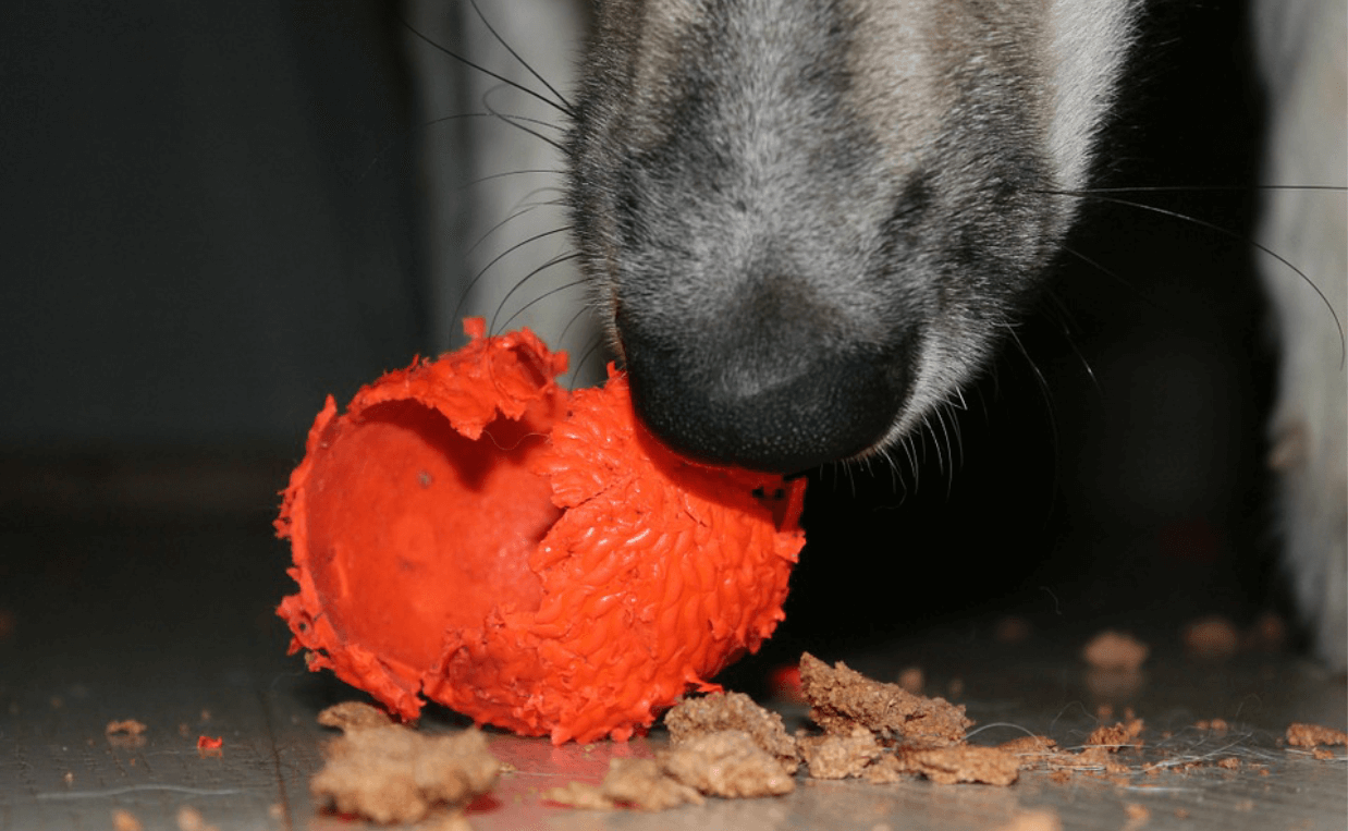 dog chewing on ball destructive Canine Campus Dog Daycare & Boarding