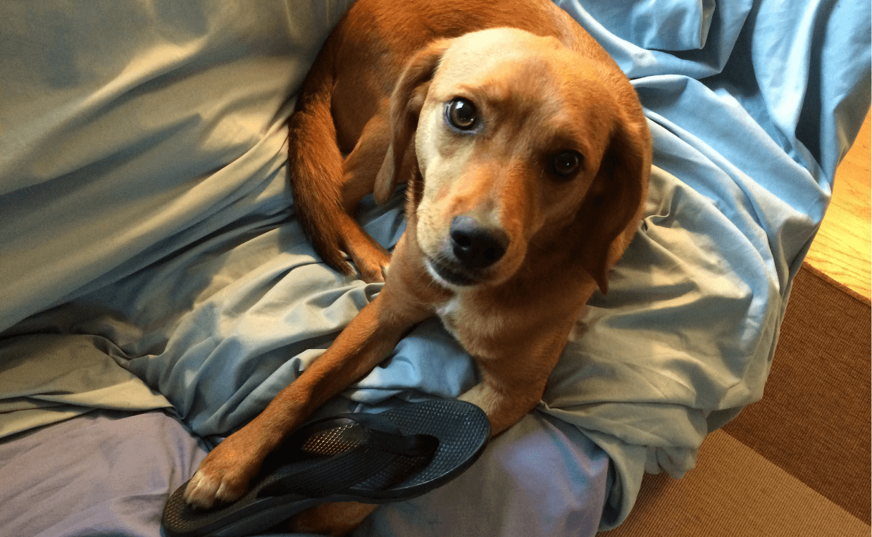 dog chewing on thong