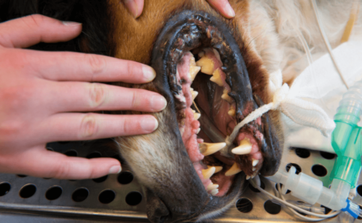 dog dental treatment