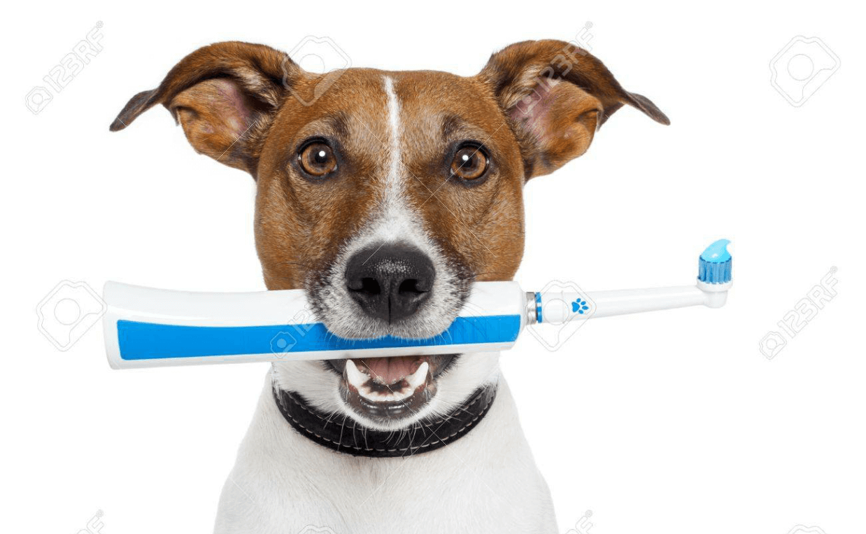 dog tooth brush jack russell Canine Campus Dog Daycare & Boarding