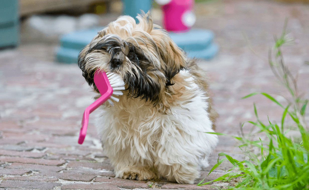 puppy stealing vegetable brush