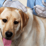 15 Things Every Dog Owner Should Know About Rabies