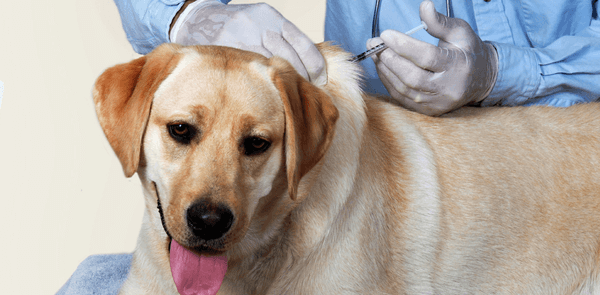 15 Things Every Dog Owner Should Know About Rabies