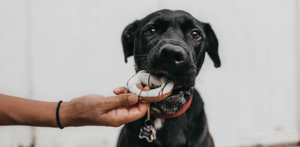 Healthy Easy Homemade Dog Treats