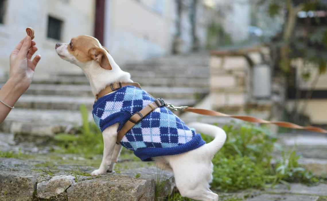 chihuahua on leash taking dog treat