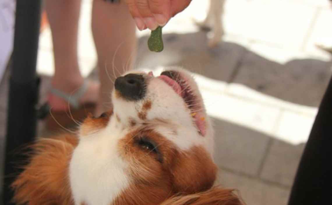 cocker spaniel dog treat