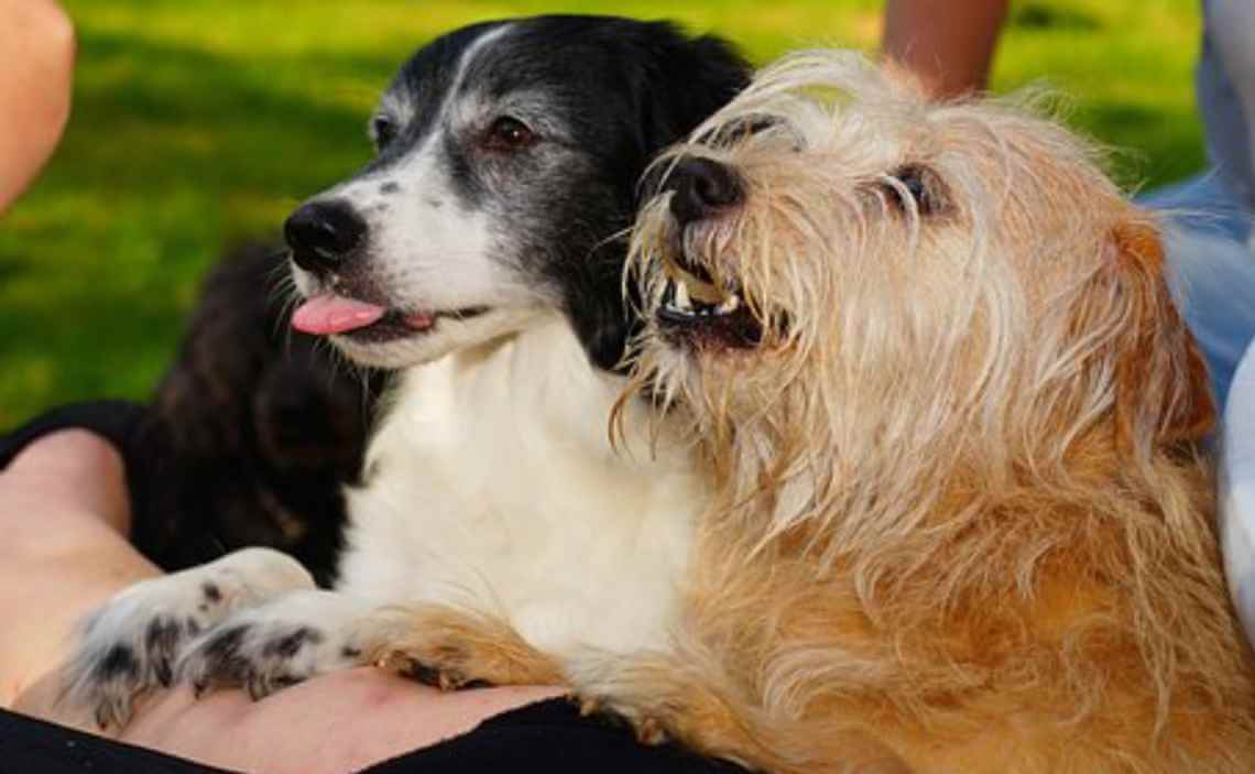 dogs begging for dog treat