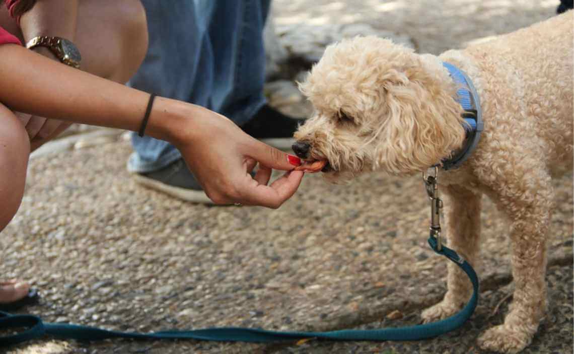 poodle eating dog treat