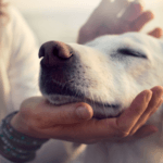 Why You Should Consider Donating to Animal Charities