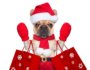 110 Dog Friendly Places to Shop in Colorado Springs