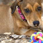 5 Tips for Choosing the Best and Safest Toys for Your Dog