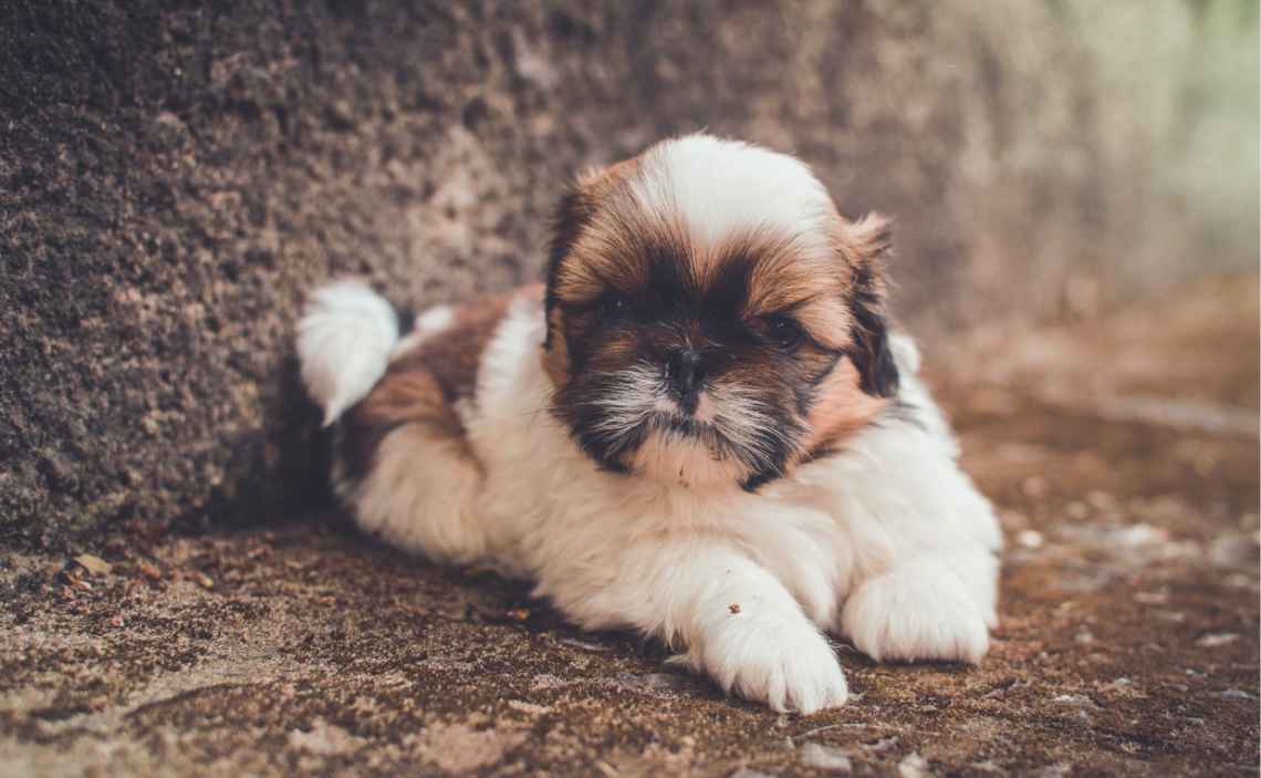 adorable fluffy homeless puppy