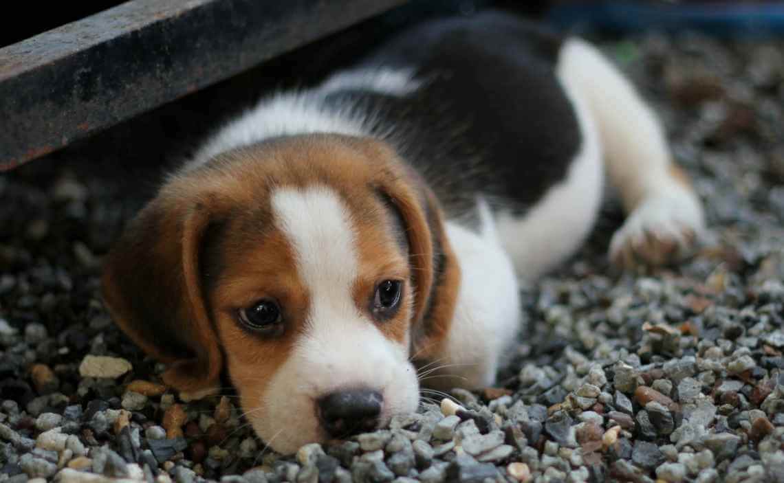 beagle puppy laying on small rocks