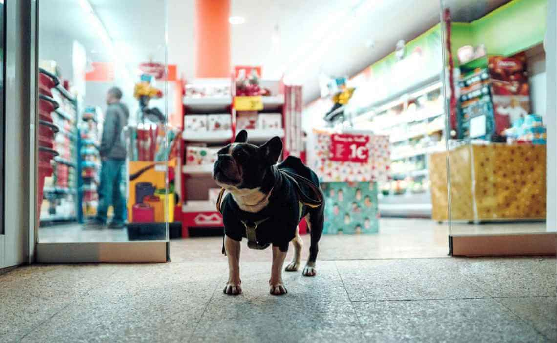black pug shopping at department store
