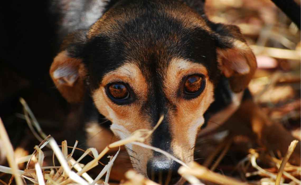 close up dog laying on stray anxious sad