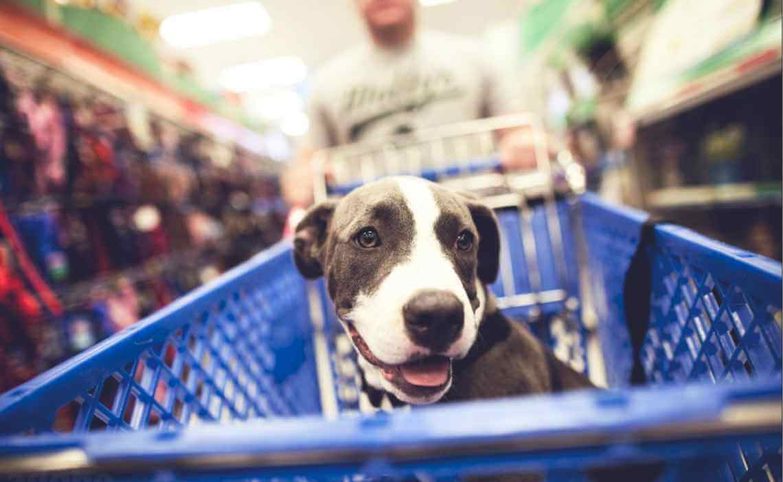 cute mutt puppy in blue basket