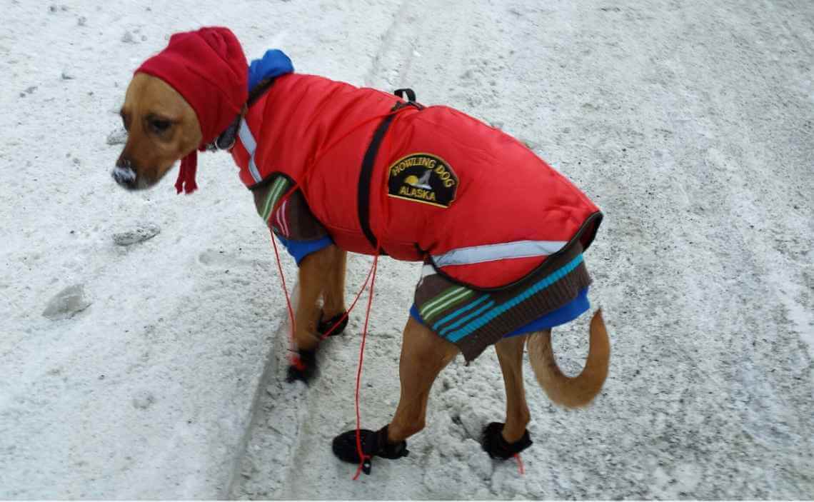 dog dressed warm in snow and cold weather