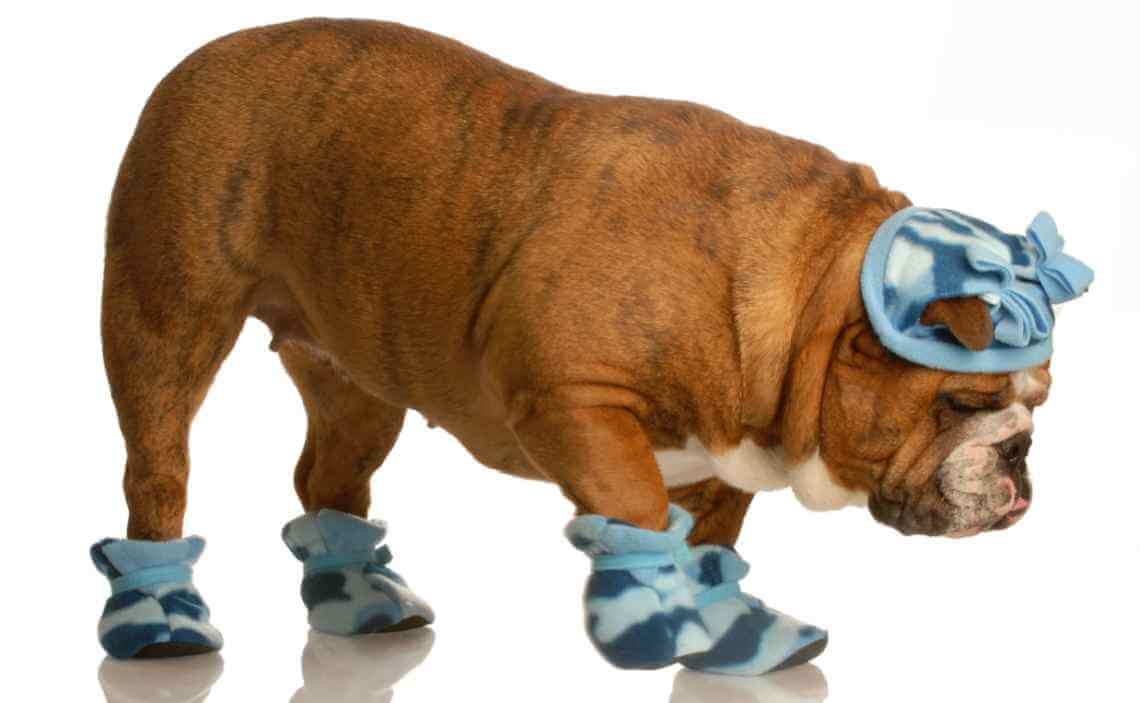 dog in boots