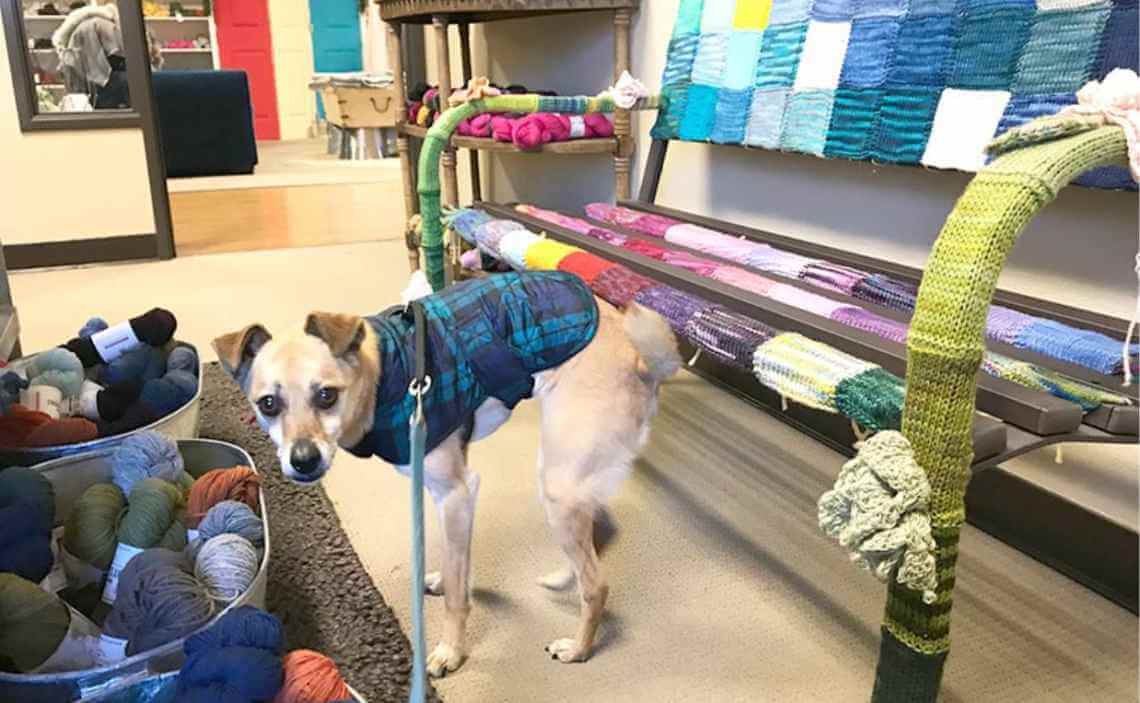 dog in knitting store