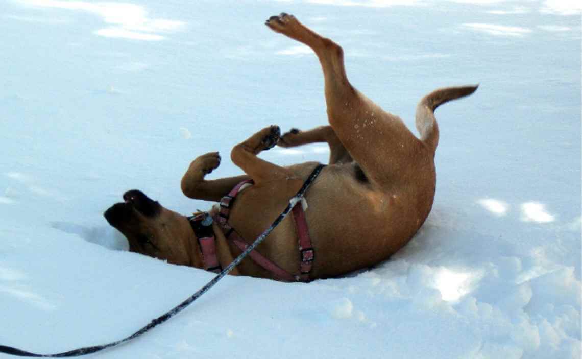 dog making snow angels in winter