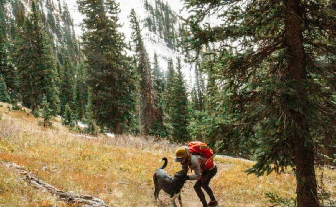 dog on hike playing snow in background