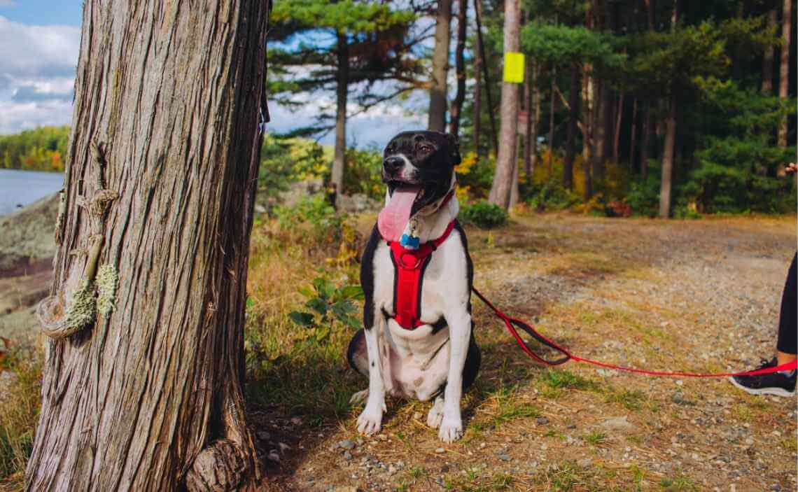 dog on hike with owner foot leash