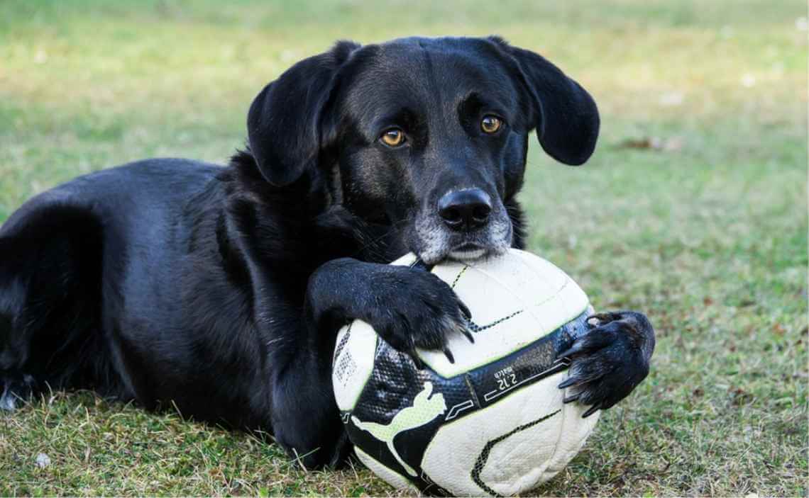 dog playing with soccer ball