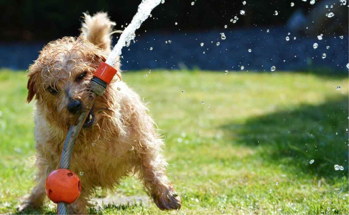 dog playing with water toy