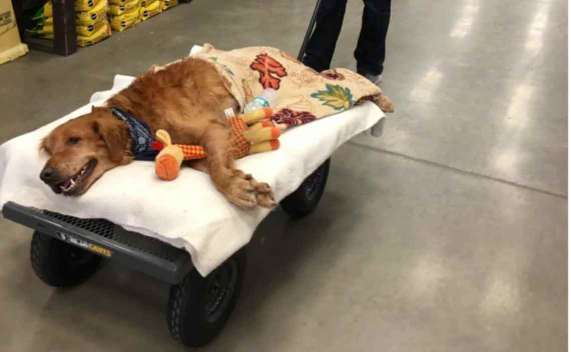 dog shopping laying on cart happy dog and person