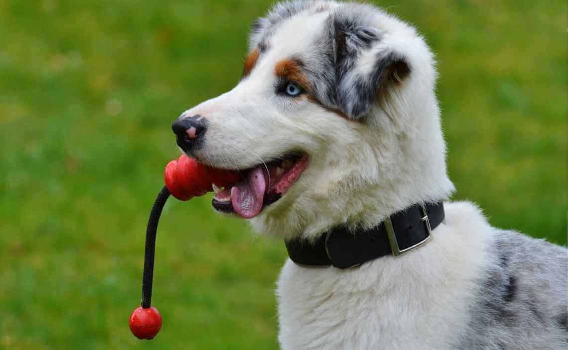 dog with rubber ended rope toy in mouth