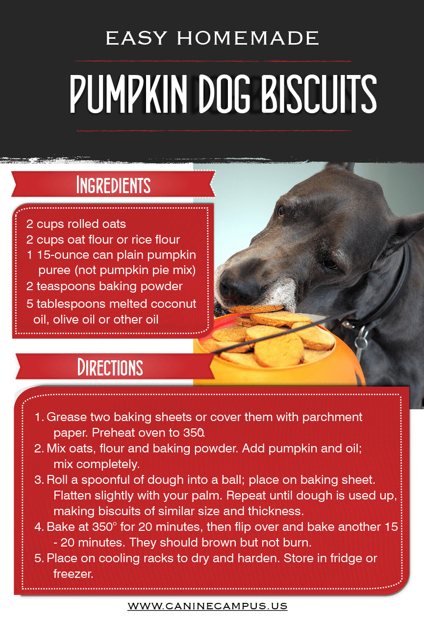 easy-pumpkin-dog-biscuit-recipe halloween pumpking dog treats