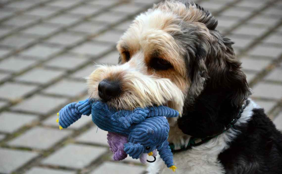 fluffy dog with soft toy in mouth