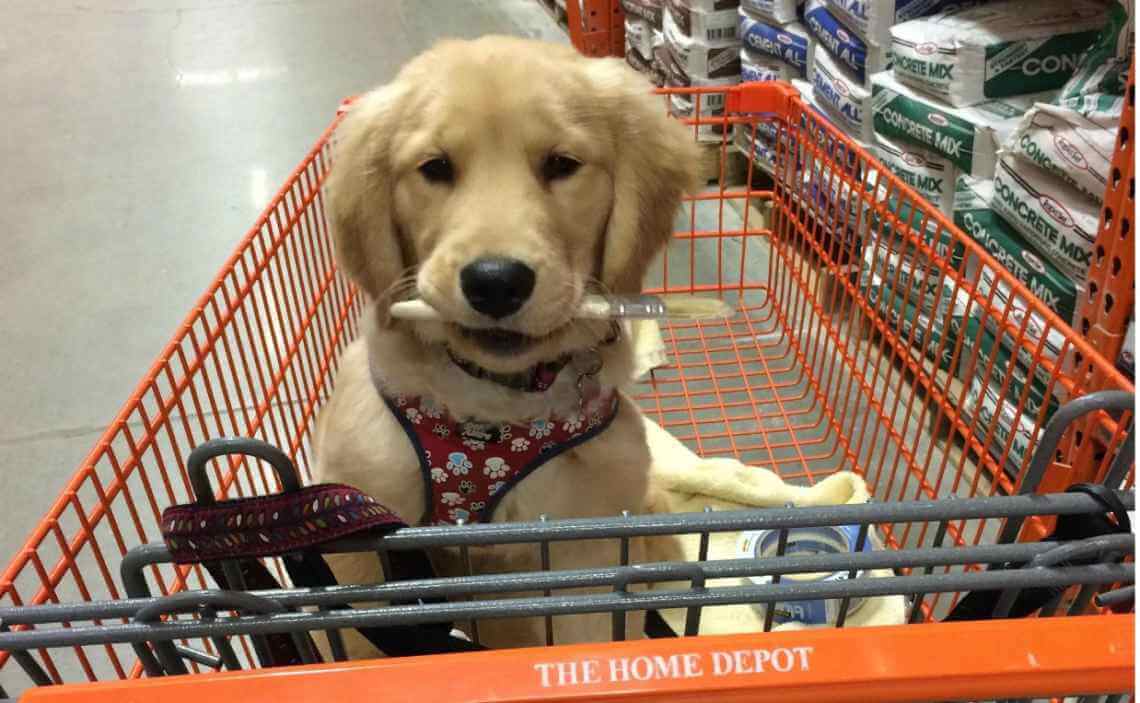golden retreiver puppy shopping at home depot