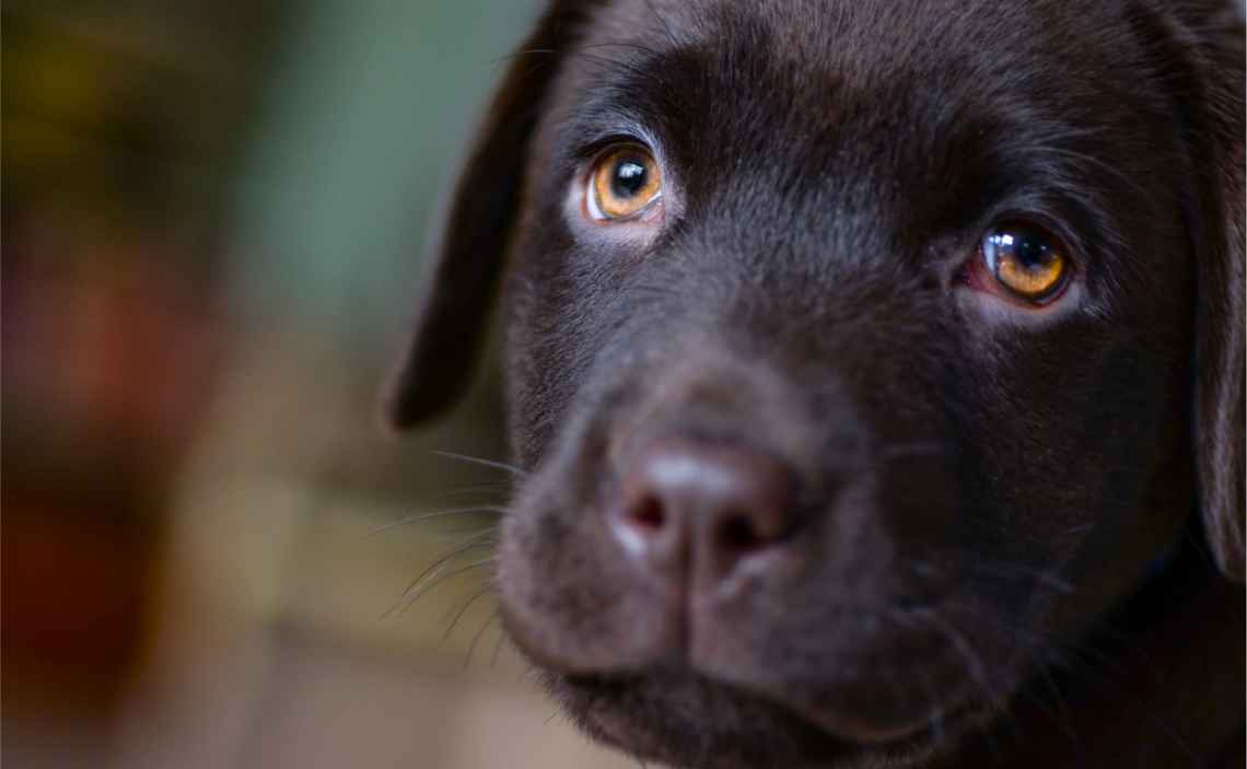 labrador puppy chocolate brown