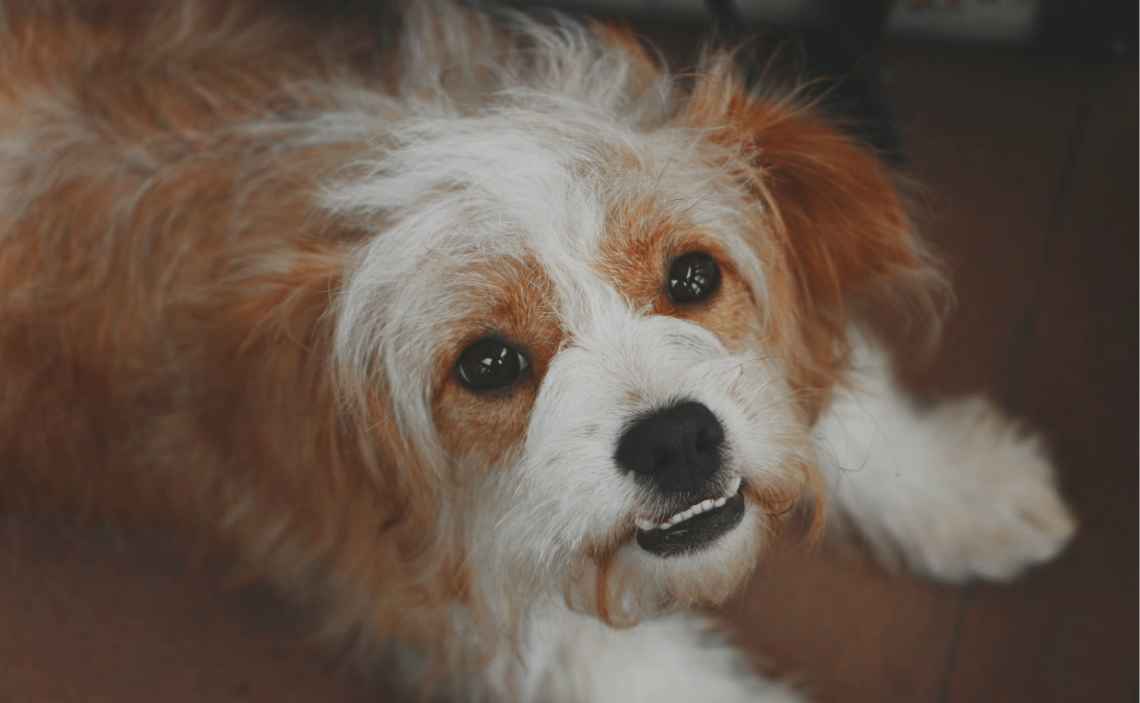 long hair caramel-colored and white dog baring lower teeth