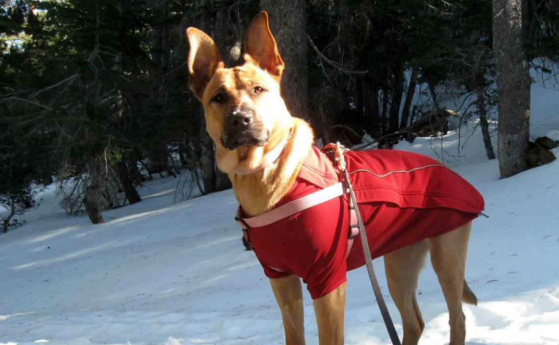 majestic dog with sweater on