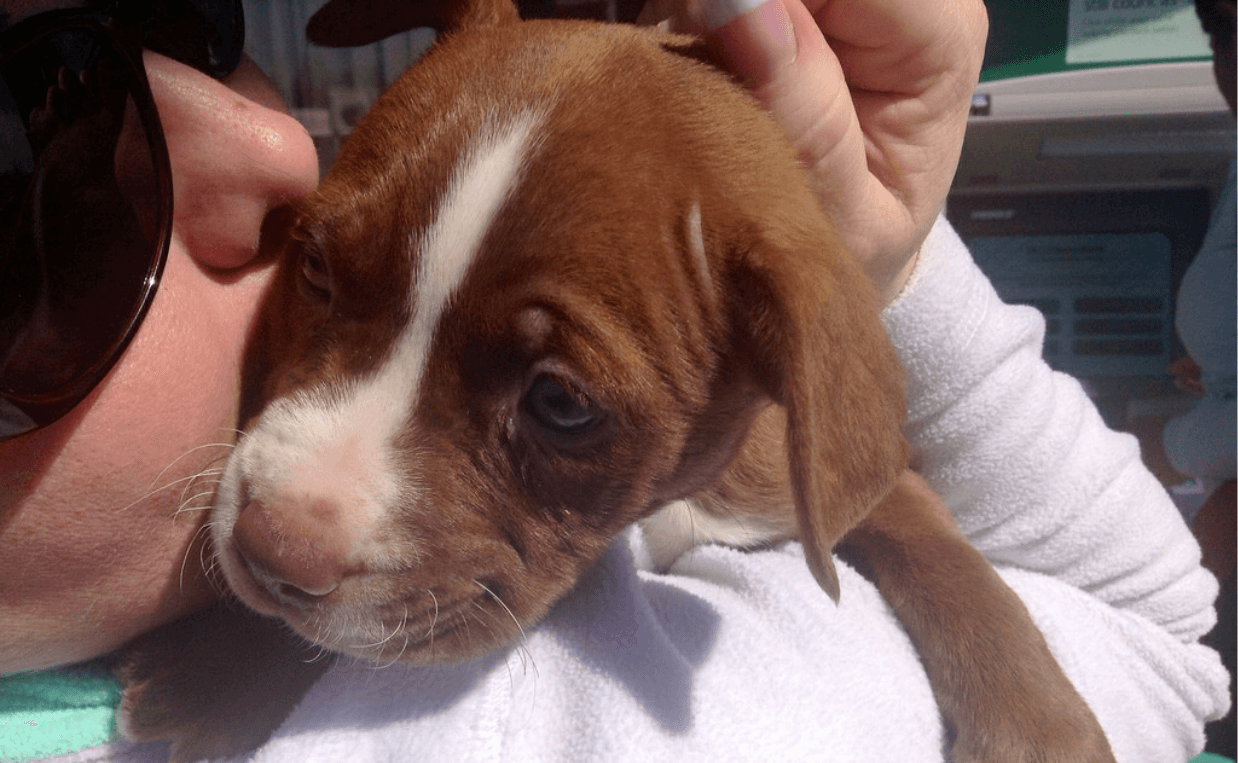 pit bull puppy with loving owner