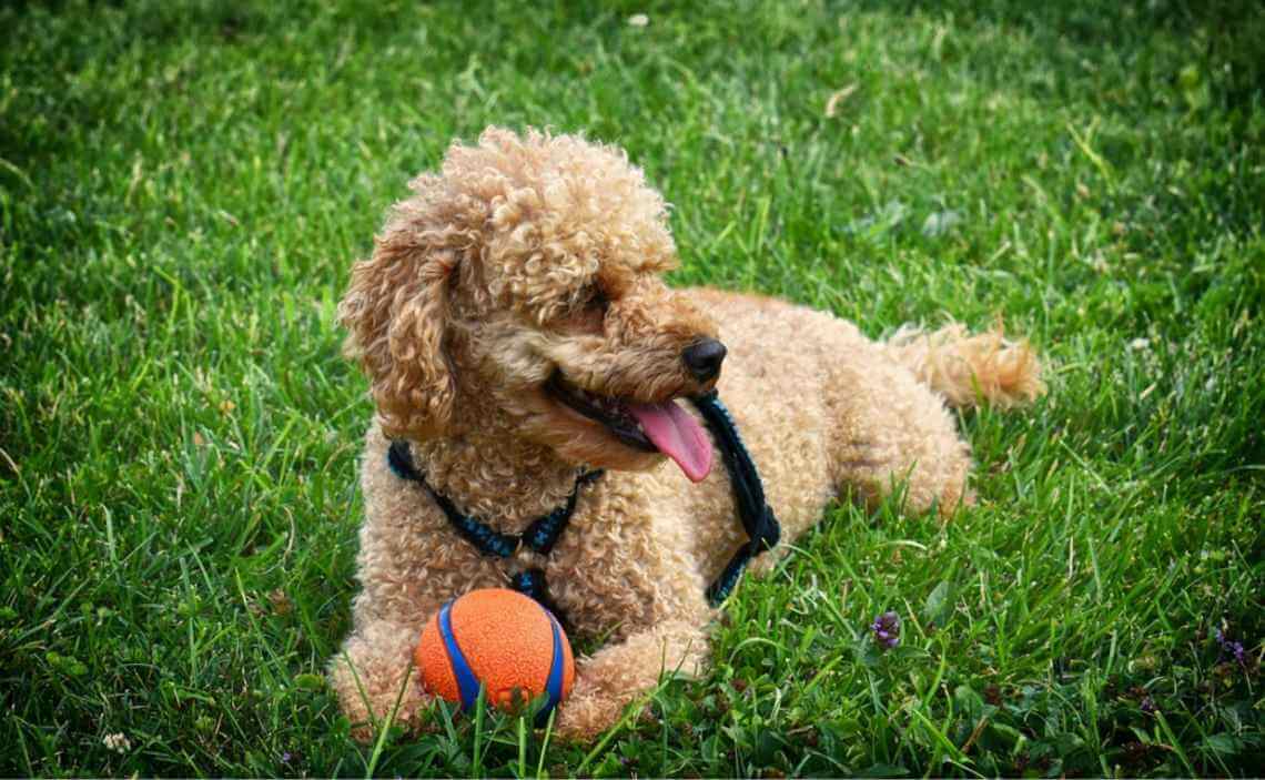 poodle with a rubber ball toy