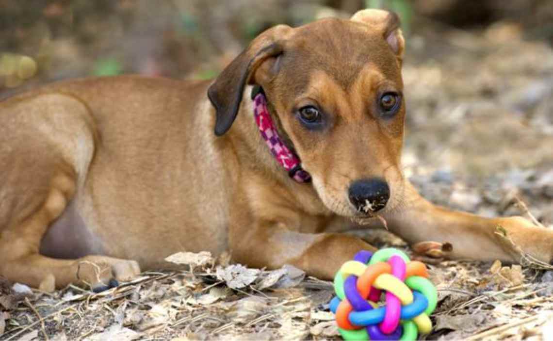 puppy with a colorful safe toy