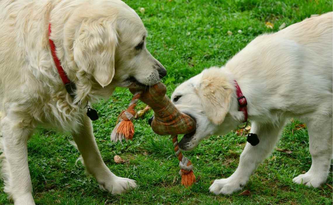 two dogs playing tug-o-war with a rope toy