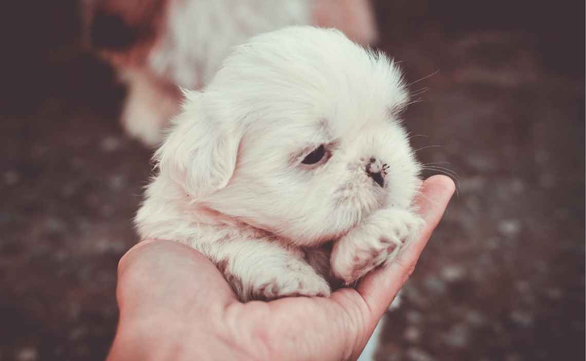 very young puppy in hand of human