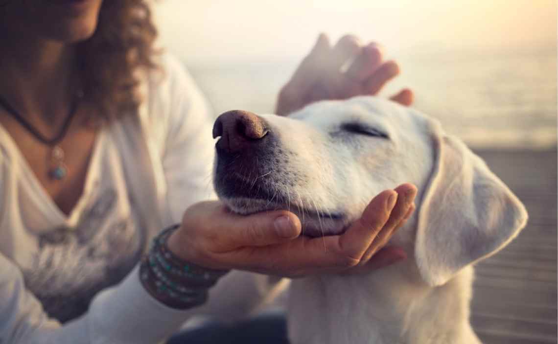 woman loving dog donate to animal shelter