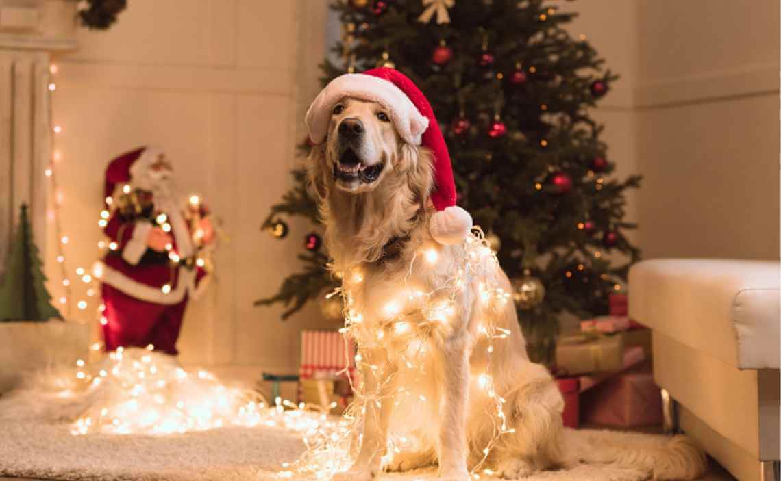 Christmas lights dog golden retreiver