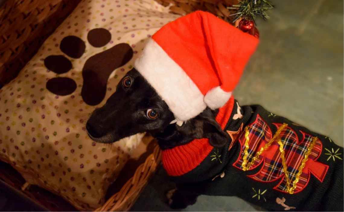 Daschund Christmas