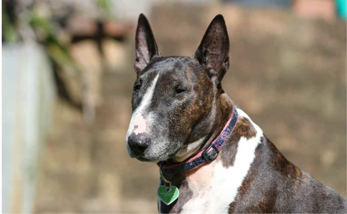 Does My Dog Need a Tag if He or She is Microchipped