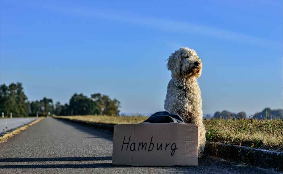 dog travel europe