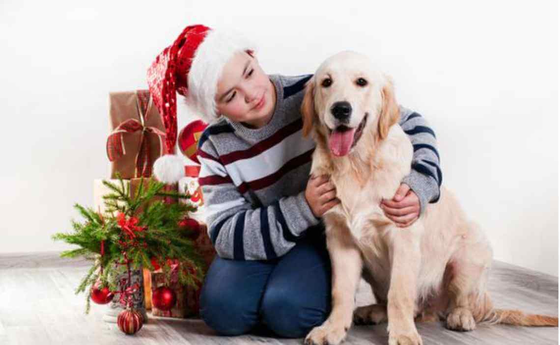 golden retreiver Christmas