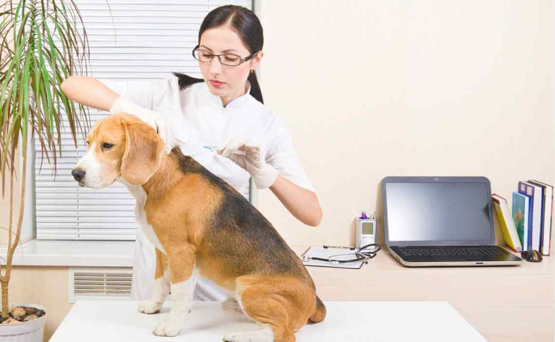 have your vet scan the chip whenever your dog has a check up