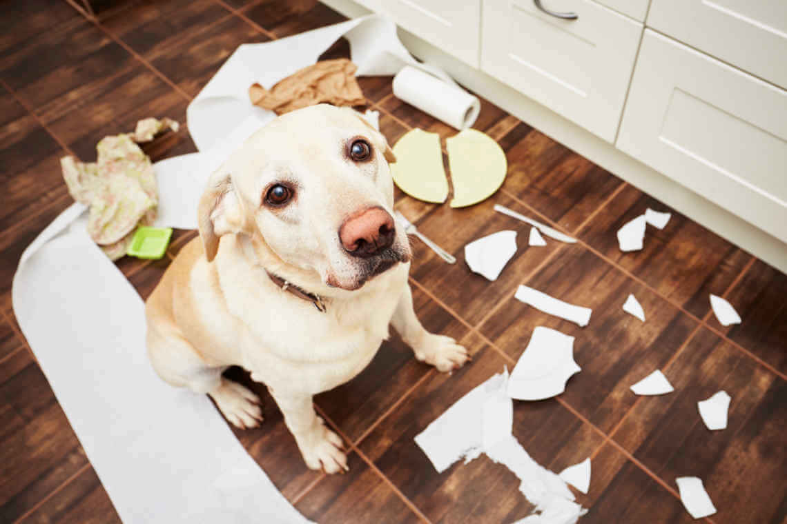 naughty dog in kitchen